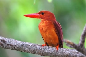 アカショウビン