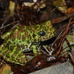 イシカワガエル