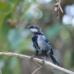 イシガキシジュウカラ