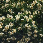 梅雨がよく似合うイジュの花。いまが旬のツバキ科の花