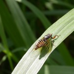 イワサキクサゼミ