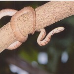 イワサキセダカヘビ