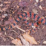 イワサキベニモンヘビ