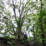 オキナワウラジロガシ