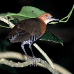 オオクイナ オオクイナ ¥10000