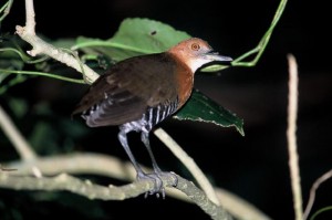 オオクイナ　￥１００００