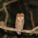 オオコノハズク