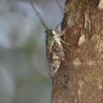 ケーン、ケーン、と秋の到来を告げるオオシマゼミ