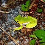 オキナワアオガエル