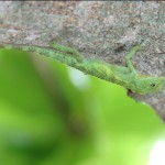 オキナワキノボリトカゲ