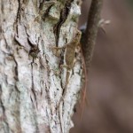 オキナワキノボリトカゲ