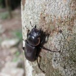 オキナワコクワガタのメス