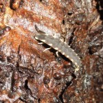 ｵｷﾅﾜﾏﾄﾞﾎﾞﾀﾙ幼虫