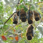 オリイオオコウモリ