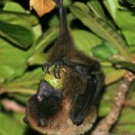 オリイコウモリ