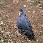 カラスバト カラスバト ¥10000