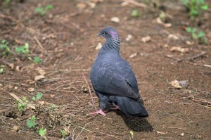 カラスバト　￥１００００