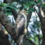 カンムリワシ カンムリワシ若 ¥15000