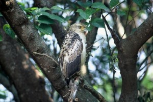 カンムリワシ若　￥１５０００