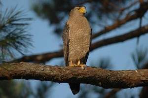 カンムリワシ　￥１５０００