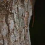 オキナワキノボリトカゲの幼体