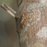 樹上で生活しているクチキコオロギ