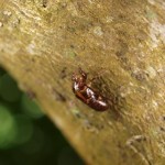 クロイワゼミの抜け殻と鳴き声は確認できたけど、成虫の姿は見なかった。