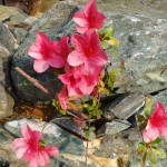 ケラマツツジ ケラマツツジ