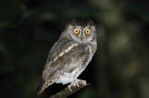 リュウキュウコノハズク