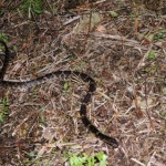 サキシママダラ