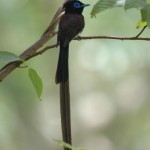 サンコウチョウ サンコウチョウ ¥10000