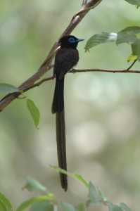 サンコウチョウ　￥１００００
