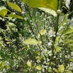 シークワサー シークワサー