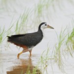 シロハラクイナ