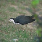 シロハラクイナ