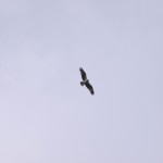 上空を旋回しているミサゴ