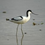 ソリハシセイタカシギ