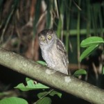 ダイトウコノハズク