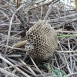 チビアシの巣 アリにたかられ幼虫も蛹も捕られてしまい無残な姿をさらすチビアシナガバチの巣