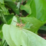 チビアシナガバチ 隣りの空き地の方を向き途方に暮れるチビアシナガバチ