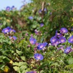 ノアサガオ ノアサガオ