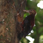 親鳥はいろんな小動物を運んでいた。クモ、コオロギ類の他にカエルのようなものまでいた。