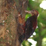 ﾉｸﾞﾁｹﾞﾗ