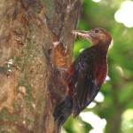 ノグチゲラ ノグチゲラ