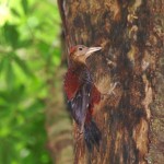 ﾉｸﾞﾁｹﾞﾗ