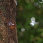 親鳥が近づくと巣穴口から顔を出して「早く来て！」とせがむ。