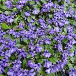 ヒメキランソウ ヒメキランソウ