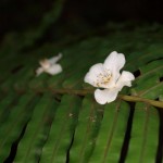 やんばるの森の中、ひっそりと花を散らす純白の乙女、ヒメサザンカ