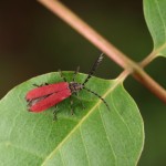 ﾍﾞﾆﾎﾞﾀﾙ