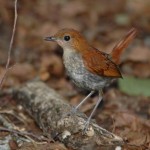 ホントウアカヒゲ♀ ホントウアカヒゲ♀ ¥10000